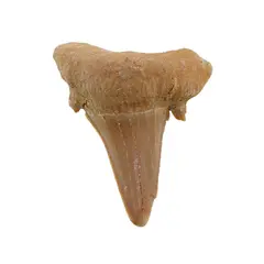 Dinte de rechin fosilizat din Maroc unicat, C66