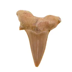 Dinte de rechin fosilizat din Maroc unicat, C67