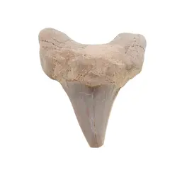 Dinte de rechin fosilizat din Maroc unicat, C68