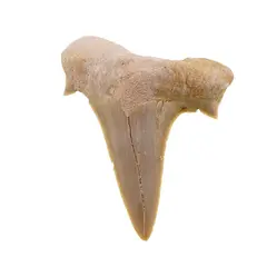 Dinte de rechin fosilizat din Maroc unicat, C69
