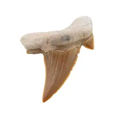 Dinte de rechin fosilizat din Maroc unicat, C7