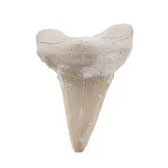 Dinte de rechin fosilizat din Maroc unicat, C70