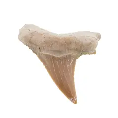 Dinte de rechin fosilizat din Maroc unicat, C71