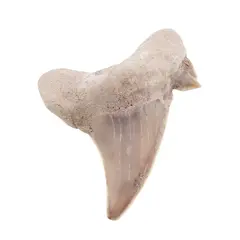 Dinte de rechin fosilizat din Maroc unicat, C72