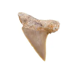 Dinte de rechin fosilizat din Maroc unicat, C73