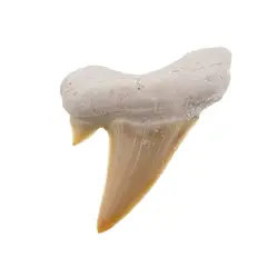 Dinte de rechin fosilizat din Maroc unicat, C74