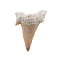 Dinte de rechin fosilizat din Maroc unicat, C75