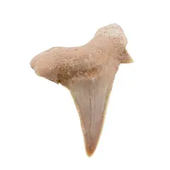 Dinte de rechin fosilizat din Maroc unicat, C76