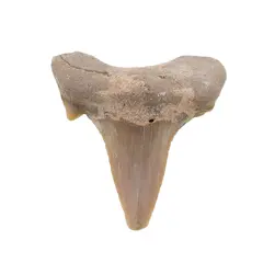 Dinte de rechin fosilizat din Maroc unicat, C77