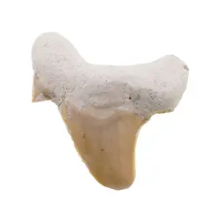 Dinte de rechin fosilizat din Maroc unicat, C78