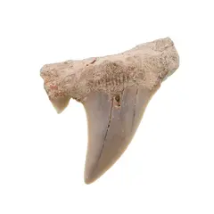 Dinte de rechin fosilizat din Maroc unicat, C79