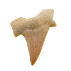 Dinte de rechin fosilizat din Maroc unicat, C8