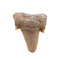 Dinte de rechin fosilizat din Maroc unicat, C80