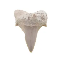 Dinte de rechin fosilizat din Maroc unicat, C81