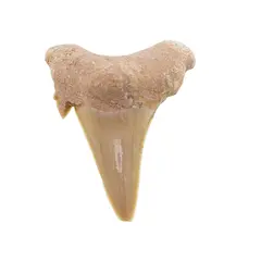 Dinte de rechin fosilizat din Maroc unicat, C82