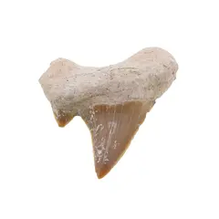 Dinte de rechin fosilizat din Maroc unicat, C83