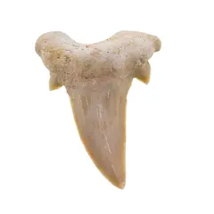 Dinte de rechin fosilizat din Maroc unicat, C84