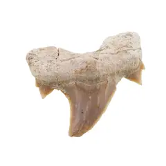 Dinte de rechin fosilizat din Maroc unicat, C9