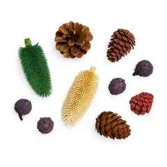 Conifere colorate, mix 10 buc