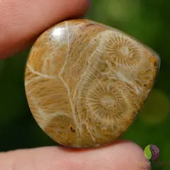 Cabochon coral fosilic 28x27x8mm K67