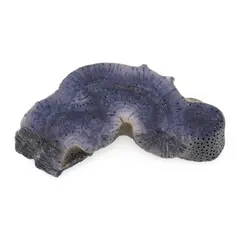 Felie slefuita unicat din Coral albastru, C1