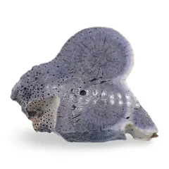Felie slefuita unicat din Coral albastru, C2