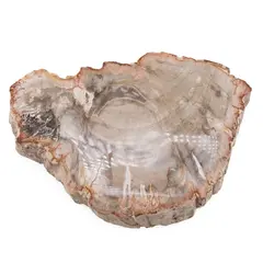 Felie Lemn Pietrificat unicat, L11