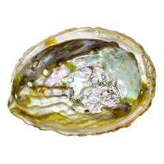 Scoica abalone - suport ardere ierburi parfumate