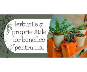 Ierburile şi proprietăţile lor benefice pentru noi