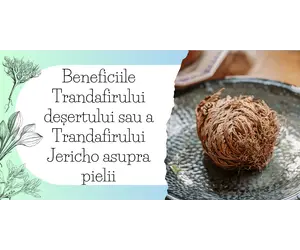 Beneficiile Trandafirului deșertului sau a Trandafirului Jericho asupra pielii