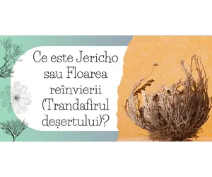 Ce este Jericho sau Floarea reînvierii (Trandafirul deșertului)?