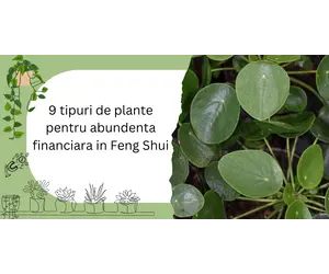 9 tipuri de plante pentru abundenta financiara in Feng Shui