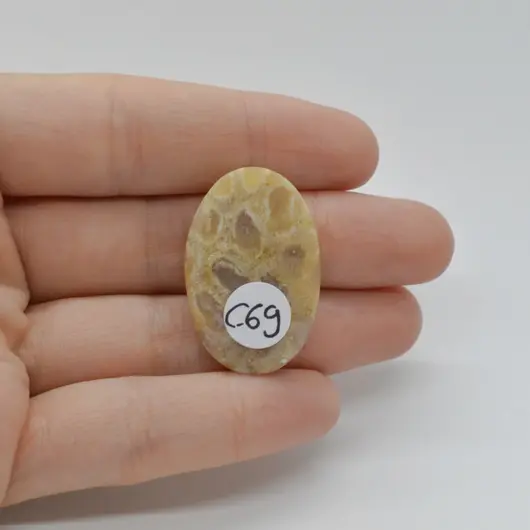 Cabochon Coral Fosilic 31x20x6mm C69, imagine 2