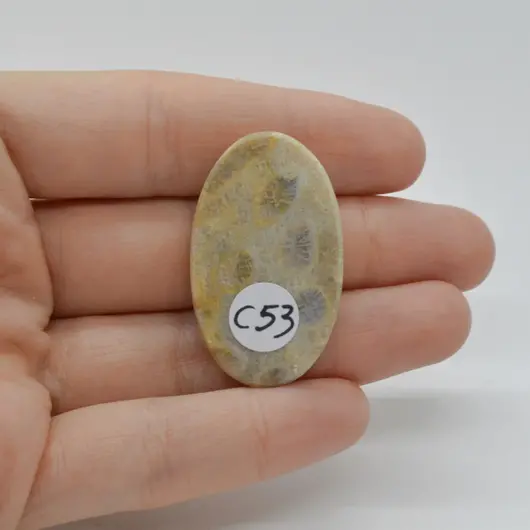 Cabochon Coral Fosilic 37x22x7mm C53, imagine 2