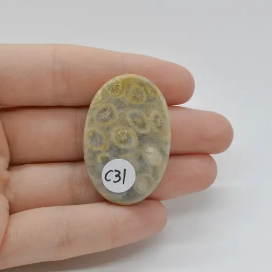 Cabochon Coral Fosilic 39x26x8mm C31, imagine 2