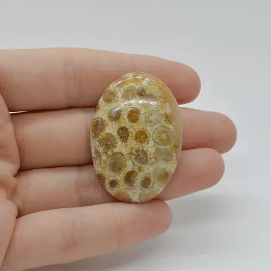 Cabochon Coral Fosilic 39x28x7mm C65