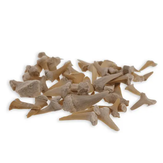 Dinti de rechin, lot 20g, imagine 2