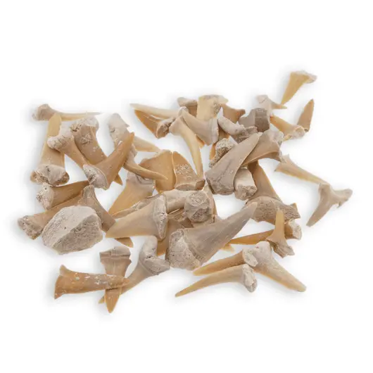 Dinti de rechin, lot 20g