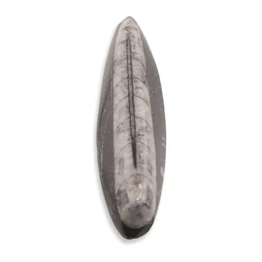 Fosila Orthoceras, 5-7cm, imagine 2