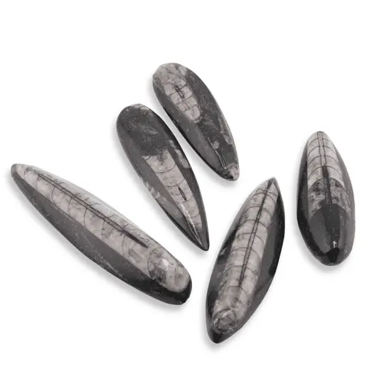 Fosila Orthoceras, 5-7cm