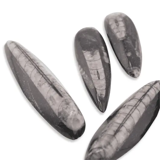 Fosila Orthoceras cu gaura, 5-7cm, imagine 4