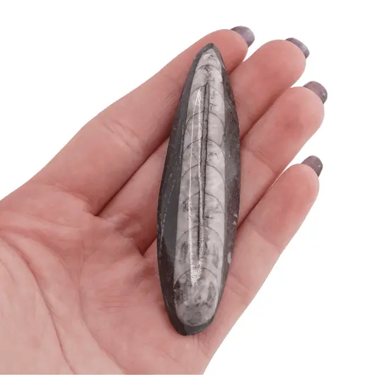 Fosila Orthoceras cu gaura, 5-7cm, imagine 5