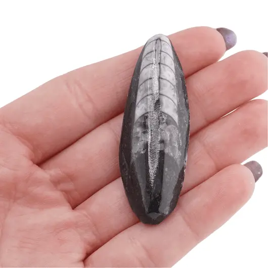 Fosila Orthoceras cu gaura, 5-7cm, imagine 6