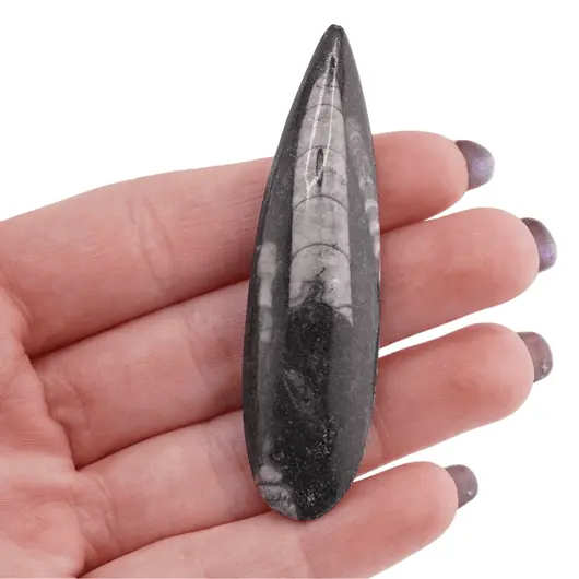 Fosila Orthoceras cu gaura, 5-7cm, imagine 7