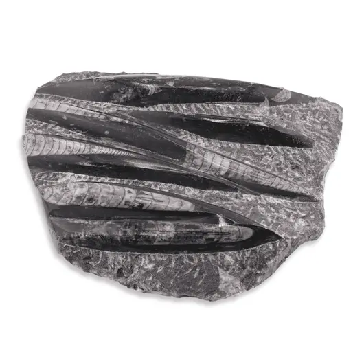 Placa Othoceras fosilizata