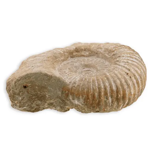 Scoica fosilizata naturala, 15-18cm, imagine 2