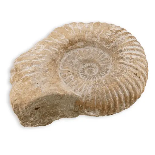 Scoica fosilizata naturala, 15-18cm