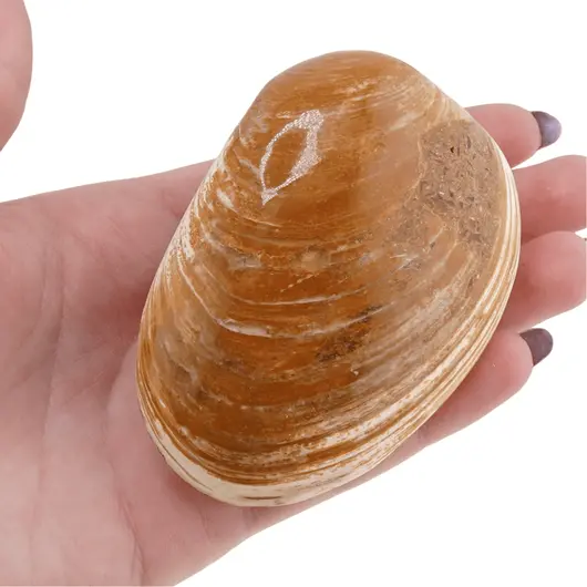 Scoica mare fosilizata, 6-7cm, imagine 3