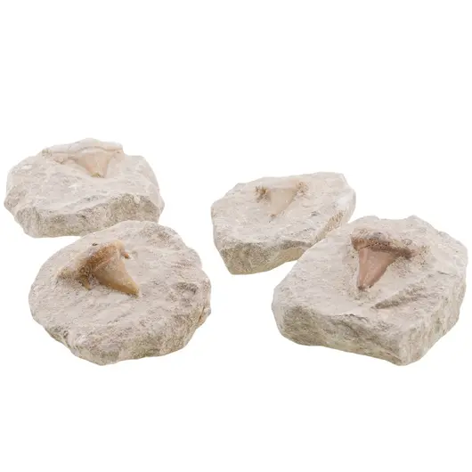 Dinte de rechin in matrita, 5-6cm, imagine 2