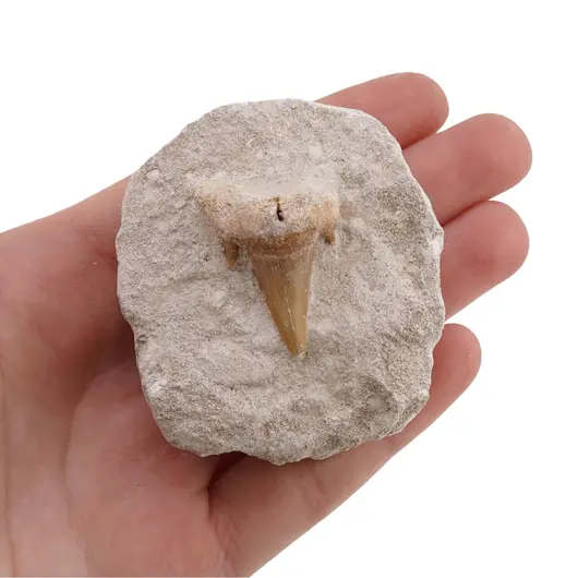Dinte de rechin in matrita, 5-6cm, imagine 4